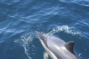 Long-beaked common dolphins (Delphinus capensis)