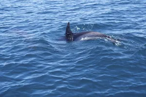 Long-beaked common dolphins (Delphinus capensis)