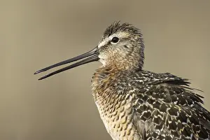Long-billed Dowitcher (Limnodromus scolopaceus)