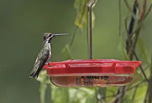 Long-billed Starthroat (Heliomaster longirostris longirostris) adult