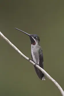 Long-billed Starthroat (Heliomaster longirostris) male