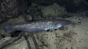 A long catfish (Silurus glanis)