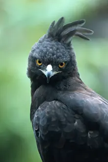 Long-crested eagle (Lophaetus occipitalis) (Spizaetus occipitalis)