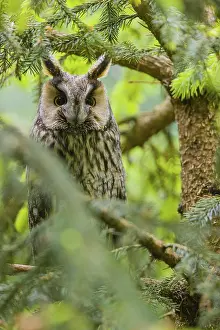 One long-eared owl (Asio otus)