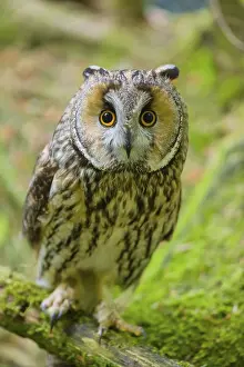 One long-eared owl (Asio otus)