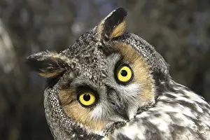 Long-eared Owl (Asio otus), adult