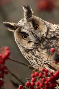 Long-eared owl (Asio otus), adult