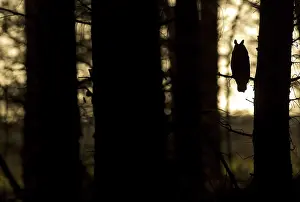 Long-eared Owl (Asio otus), adult