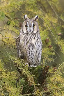 Long-eared owl (Asio otus), adult