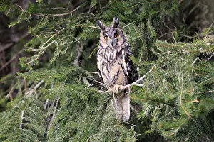 Framed Print : Long-eared owl (Asio otus), adult