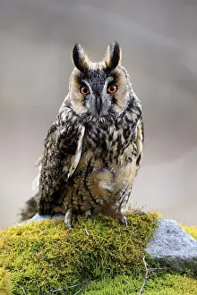 Framed Print : Long-eared owl (Asio otus), adult Framed Print : Long-eared owl (Asio otus), adult