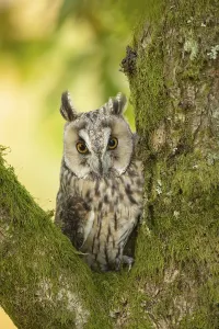 Long-eared owl (Asio otus) adult bird sitting in a tree
