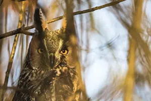 Long-eared owl (Asio otus), animal portrait