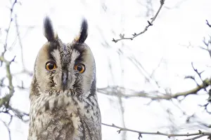 Long-eared owl (Asio otus), animal portrait