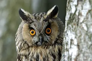 Category Wildlife DE Prints: Long eared owl (Asio otus), Hesse, Germany