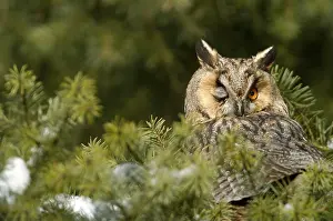 Category Wildlife DE Prints: Long eared owl (Asio otus), Hesse, Germany