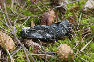 Long-eared Owl (Asio otus) pellet