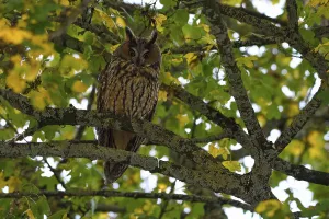 Long-eared owl (Asio otus), resting