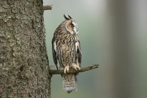 Long-eared owl (Asio otus), sitting on a branch