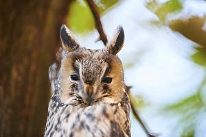 Long-eared owl (Asio otus) sitting in a tree