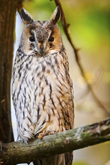 Long-eared owl (Asio otus) sitting in a tree