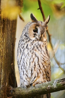 Long-eared owl (Asio otus) sitting in a tree