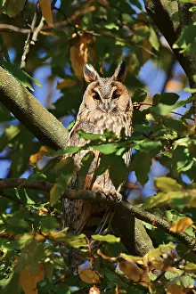 Long-eared owl (Asio otus) sitting in a tree