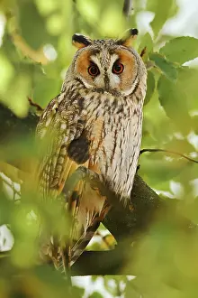 Long-eared owl (Asio otus) sitting in a tree