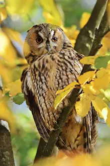 Long-eared owl (Asio otus) sitting in a tree in autumn