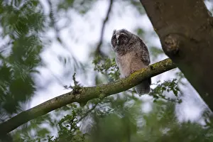 Long-eared owl (Asio otus), young bird