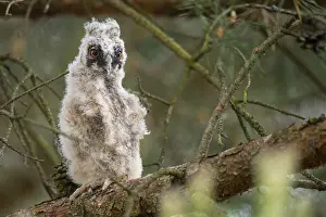 Long-eared owl (Asio otus), young bird