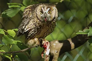 Long-eared owl with food in beak sitting on branch looking from the front