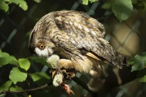 Long-eared owl with food in clutches sitting on branch looking down on the left
