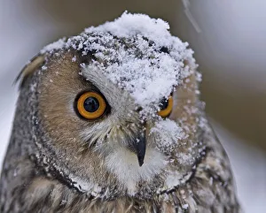 Long-eared owl in winter