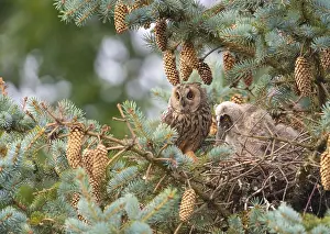 Two long-eared owls (Asio otus) sitting on a branch in a dense pine forest