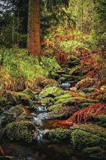 Long exposure of the river "WeiBe Sehma" in a spruce forest with red ferns on the river bank