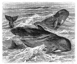 Long-finned pilot whale (Globicephala melas)