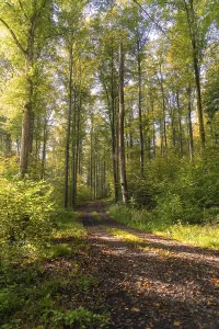 Long forest path surrounded by trees under warm sunlight