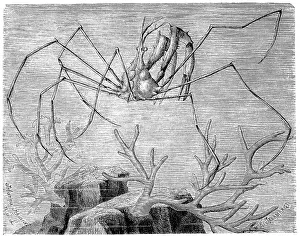 Long-fronted spider crab, Macropodia longirostris Ghost crab