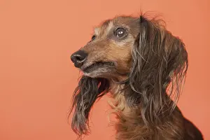 Long haired dachshund on orange background