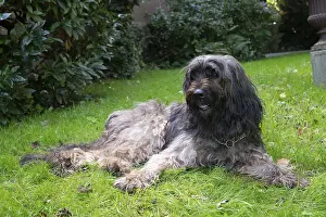 A long-haired dog lying relaxed in the grass of a garden