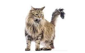 Long haired European cat standing and meowing with mouth open
