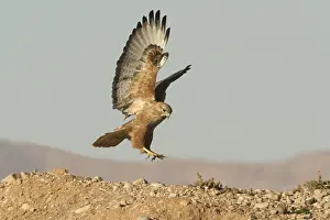 Long-legged Buzzard (Atlas) (Buteo rufinus cirtensis) flying