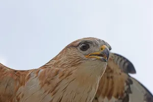 Long legged Buzzard (buteo rufinus)