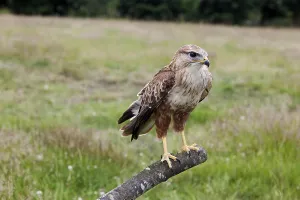 Long-Legged Buzzard (buteo rufinus)