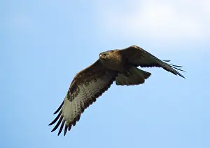 Long-legged Buzzard (Buteo rufinus), Bulgaria