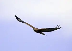 Long-legged Buzzard (Buteo rufinus), Bulgaria