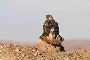 Long-legged Buzzard (Buteo rufinus cirtensis)