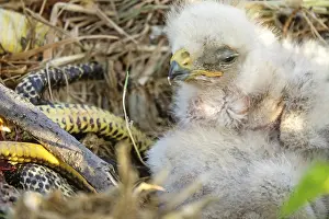 Long-legged buzzard (Buteo rufinus) nestlings are 5 days old