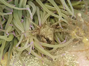 Long-legged ghost crab (Macropodia sp)